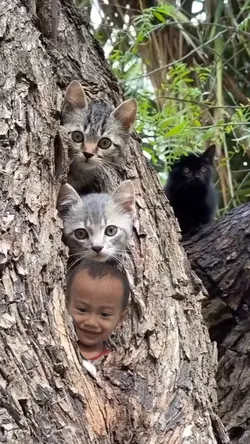 Surprize