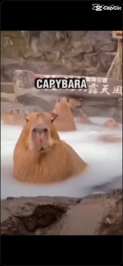 capybara 