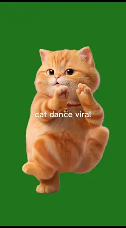cat dance 