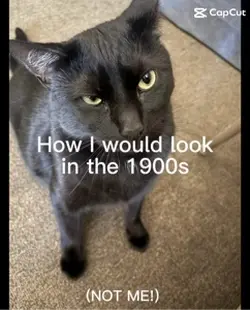 Decade of cat 