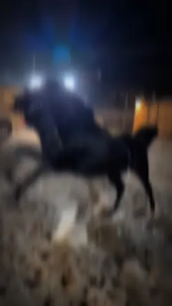 Horse power 💪🏾 