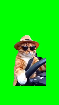 ORANGE CAT DRIVING