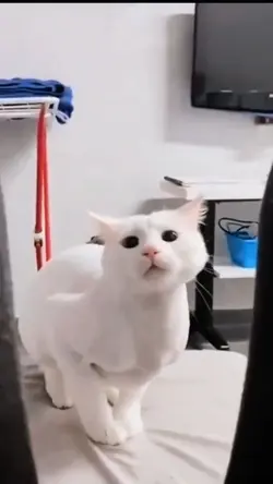 Tiru gaya kucing