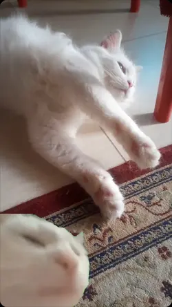 mom sleeping
