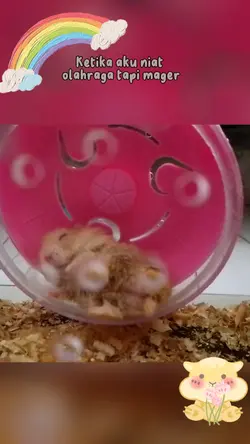 HAMSTER Lucu