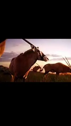 roi lion