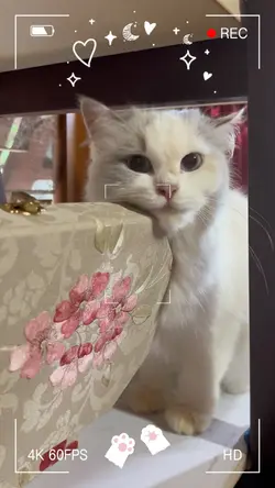 Learn to meow meow