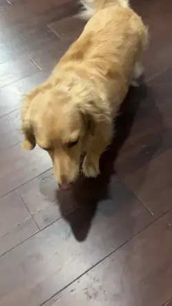 Potty Training 
