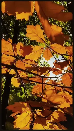 mini vlog autumn 🍂
