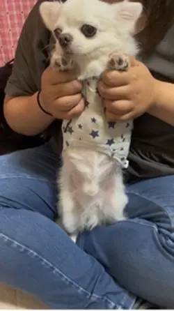 モカ