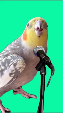 singing bird meme 