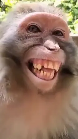 diketawain monyet