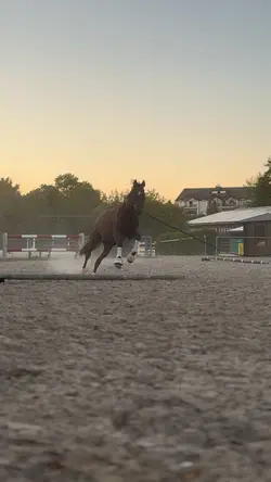 Horsie 🌚💞