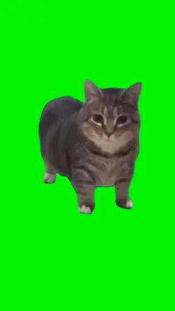 ukikaki cat meme
