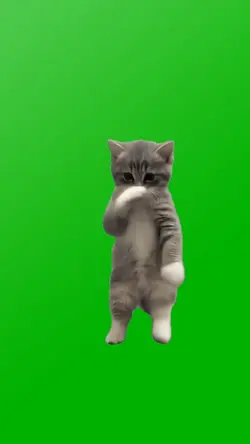 AMAZING CAT DANCE