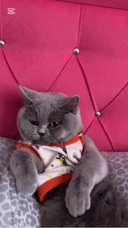Kedi ♥️