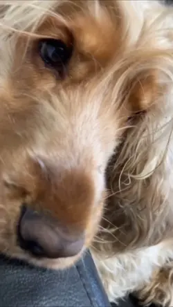 Free dog edit