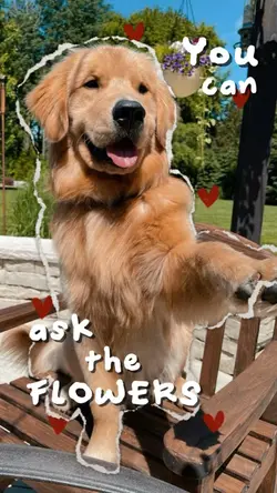 My cute dog