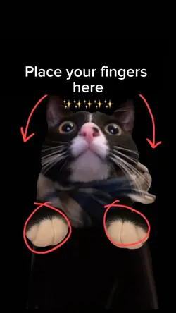 Funny cat meme 