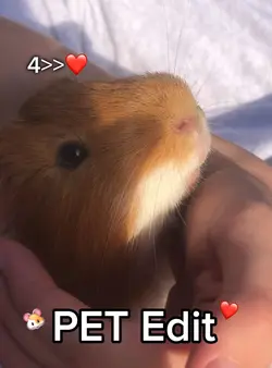 4>>❤️