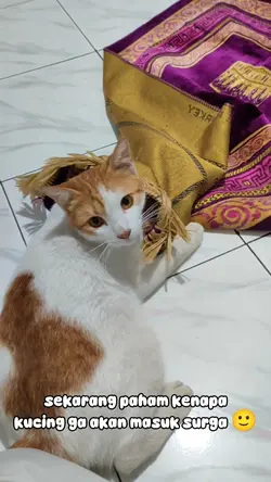 video kucing lucu