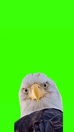Eagle stare down