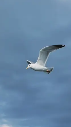Fly away 