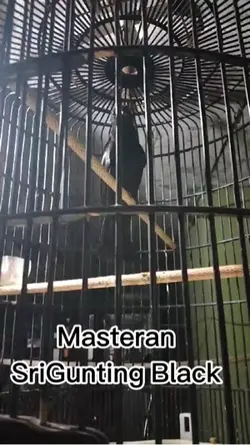 Masteran 
