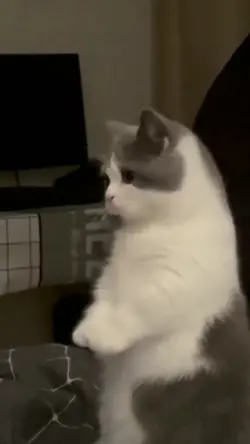 Sound Miaw Miaw 