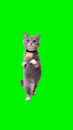 Funny Cat Dance