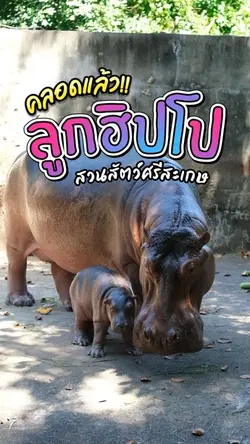 ฮิปโป