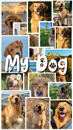My Dog