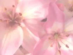 ⭒๋࣭ ⭑