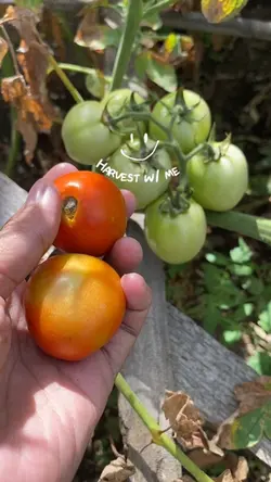 Gardening
