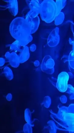 🐠