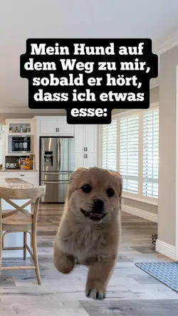 Rennender Hund 