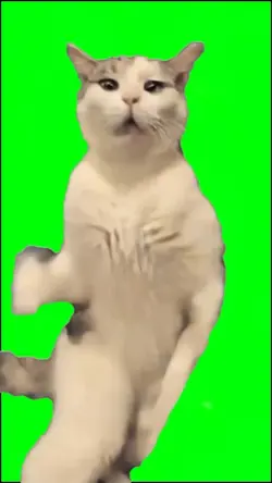 white cat dancing