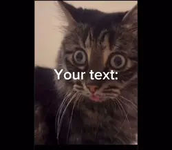 Catasoures rex
