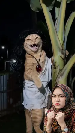 kucing lucu 