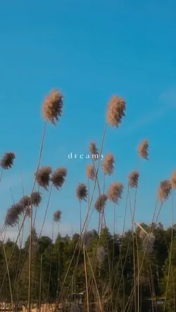 dreamy
