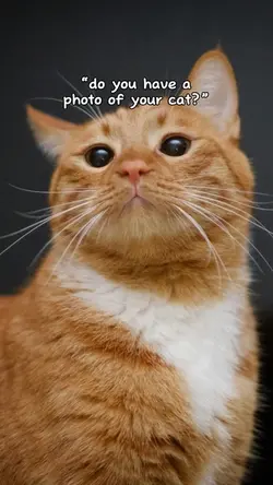 Cat photos?