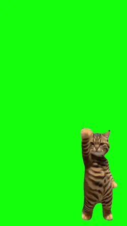 cute cat