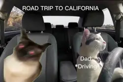 Road trip in my fam