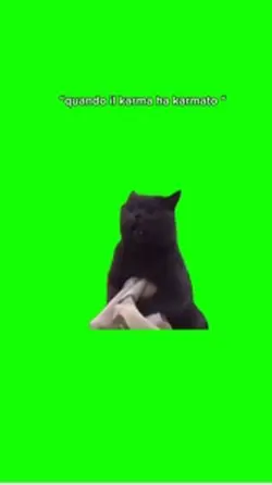 meme gatto 😂
