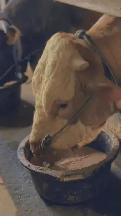 story sapi