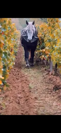 Les percherons 🔥