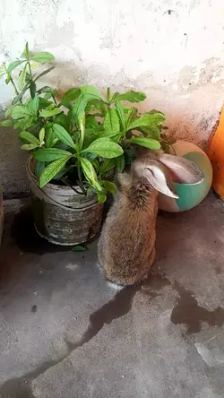 SITI SI RABBIT