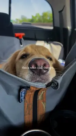 my pet my therapy