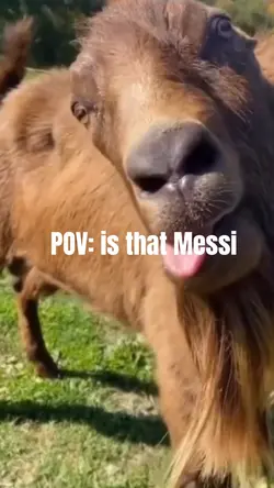 Goat meme
