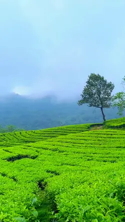 Kebun nya hijau 
